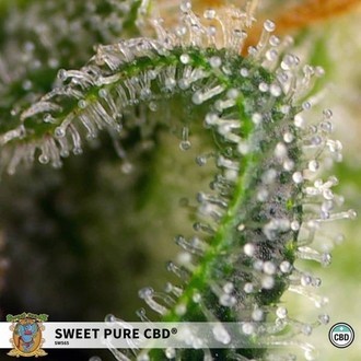 Sweet Pure CBD (Sweet Seeds) Feminiserade