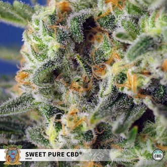 Sweet Pure CBD (Sweet Seeds) Feminiserade
