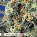 Sweet Pure CBD (Sweet Seeds) Feminiserade