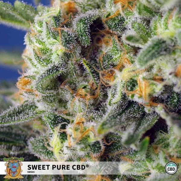 Sweet Pure CBD (Sweet Seeds) Feminiserade