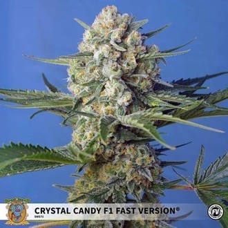 Crystal Candy F1 Fast Version (Sweet Seeds) Feminiserade