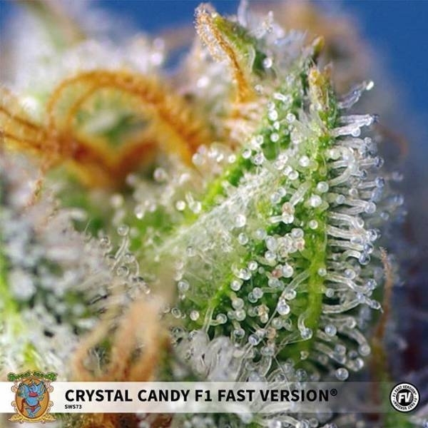 Crystal Candy F1 Fast Version (Sweet Seeds) Feminiserade