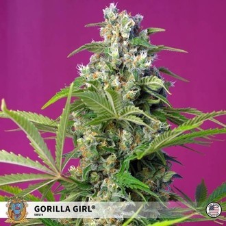 Gorilla Girl (Sweet Seeds) Feminiserade