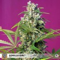 Gorilla Girl (Sweet Seeds) Feminiserade