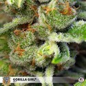 Gorilla Girl (Sweet Seeds) Feminiserade