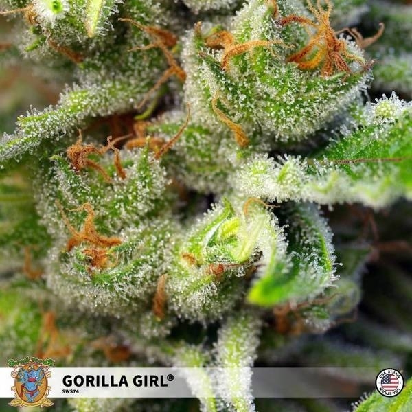 Gorilla Girl (Sweet Seeds) Feminiserade