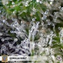 Gorilla Girl (Sweet Seeds) Feminiserade