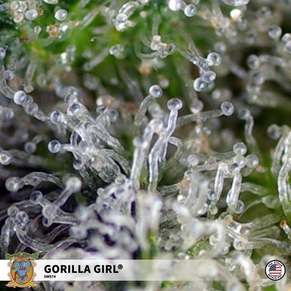 Gorilla Girl (Sweet Seeds) Feminiserade