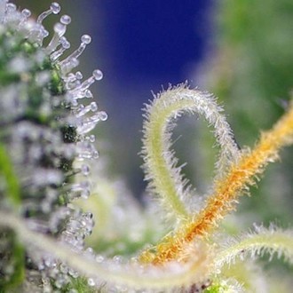 Honey Peach Auto CBD (Sweet Seeds) Feminiserade