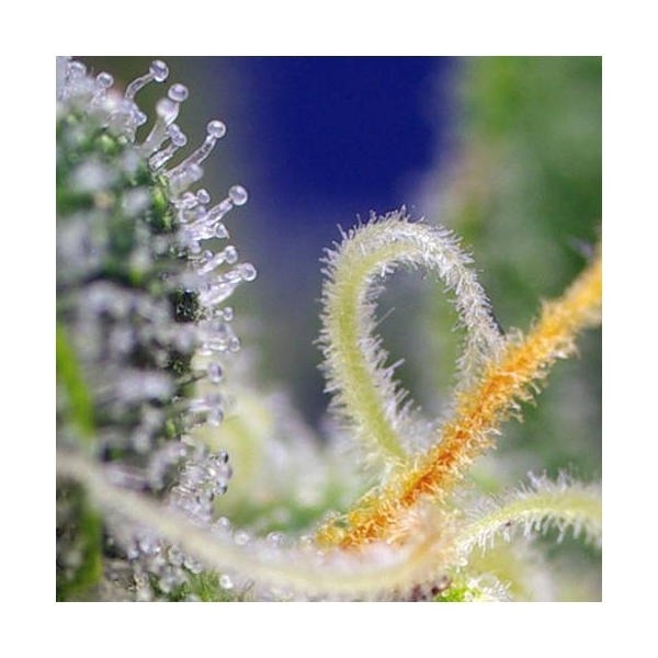 Honey Peach Auto CBD (Sweet Seeds) Feminiserade