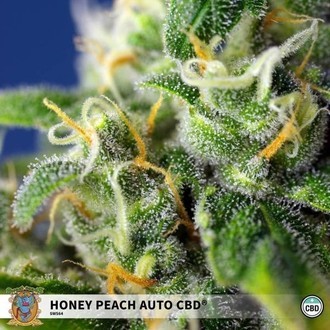 Honey Peach Auto CBD (Sweet Seeds) Feminiserade