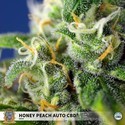 Honey Peach Auto CBD (Sweet Seeds) Feminiserade