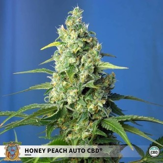 Honey Peach Auto CBD (Sweet Seeds) feminiserade