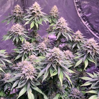 Super Silver Haze (Amsterdam Genetics) Feminiserade