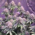 Super Silver Haze (Amsterdam Genetics) Feminiserade