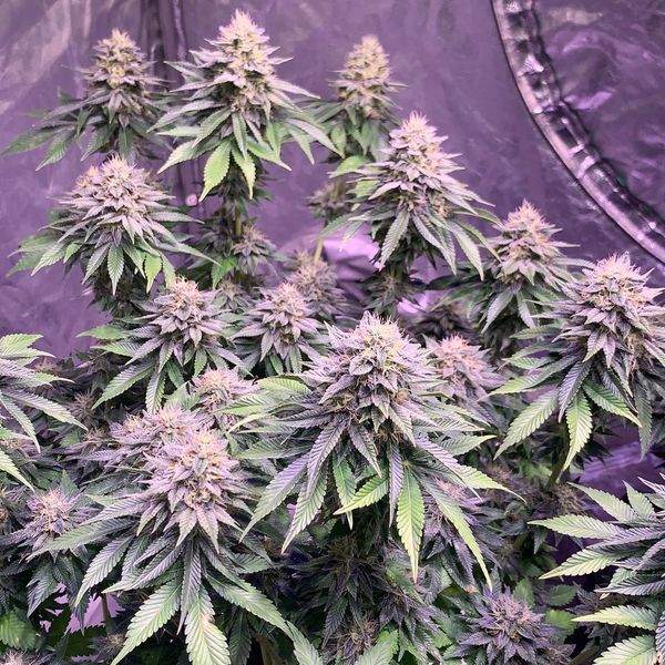 Super Silver Haze (Amsterdam Genetics) Feminiserade