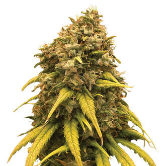 Super Silver Haze (Amsterdam Genetics) Feminiserade