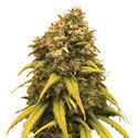 Super Silver Haze (Amsterdam Genetics) Feminiserade