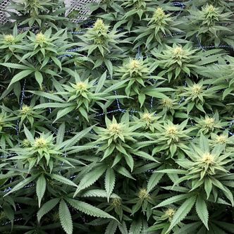 Amazing Haze (Amsterdam Genetics) feminiserade cannabisfr&ouml;n