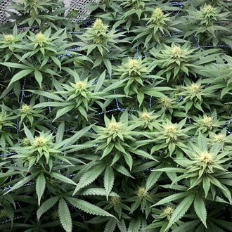 Amazing Haze (Amsterdam Genetics) Feminiserade