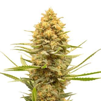 Lemon Ice (Amsterdam Genetics) Feminiserade cannabisfr&ouml;n