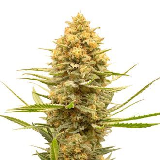 Lemon Ice (Amsterdam Genetics) Feminiserade