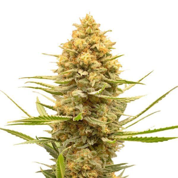 Lemon Ice (Amsterdam Genetics) Feminiserade