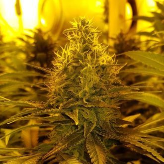 Amnesia Haze (Amsterdam Genetics) Feminiserade
