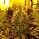 Amnesia Haze (Amsterdam Genetics) Feminiserade