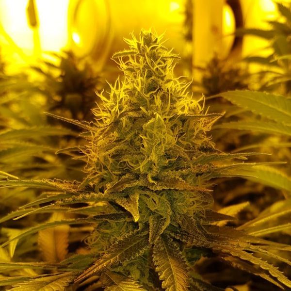 Amnesia Haze (Amsterdam Genetics) Feminiserade