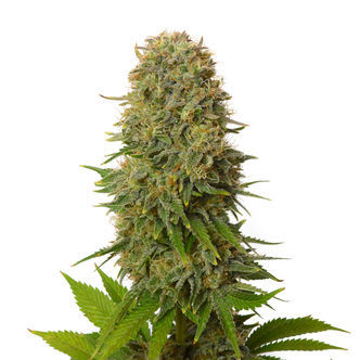 Amnesia Haze (Amsterdam Genetics) feminiserade cannabisfr&ouml;n