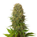 Amnesia Haze (Amsterdam Genetics) Feminiserade