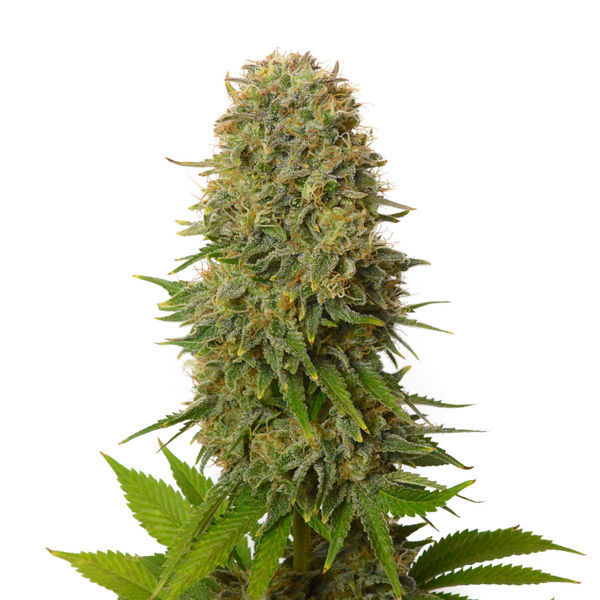 Amnesia Haze (Amsterdam Genetics) Feminiserade