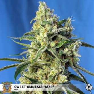 Sweet Amnesia Haze (Sweet Seeds) Feminiserade
