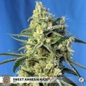 Sweet Amnesia Haze (Sweet Seeds) Feminiserade
