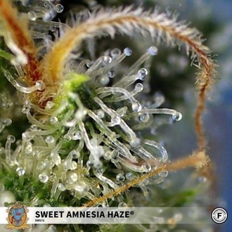 Sweet Amnesia Haze (Sweet Seeds) Feminiserade