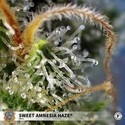 Sweet Amnesia Haze (Sweet Seeds) Feminiserade