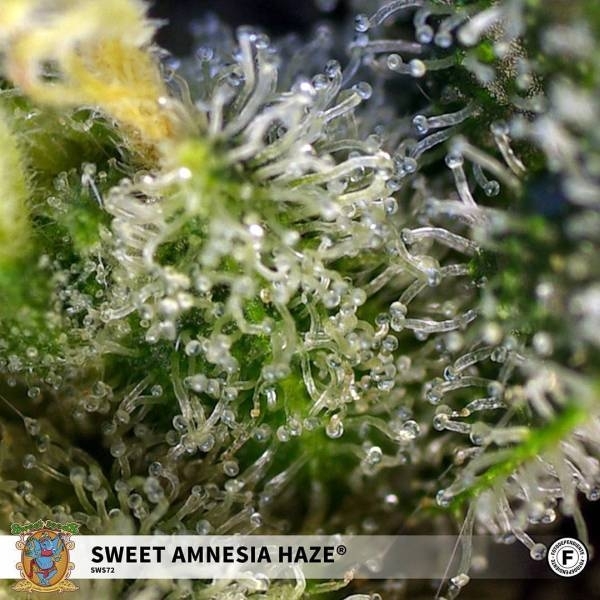 Sweet Amnesia Haze (Sweet Seeds) Feminiserade