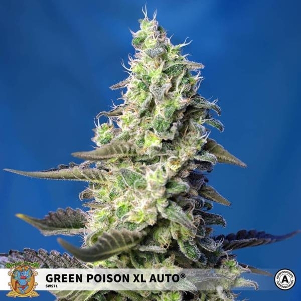 Green Poison XL Auto (Sweet Seeds) Feminiserade
