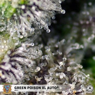 Green Poison XL Auto (Sweet Seeds) Feminiserade