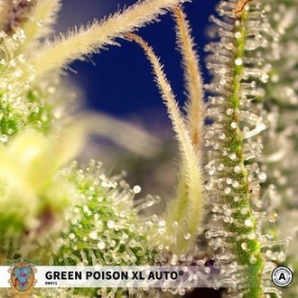 Green Poison XL Auto (Sweet Seeds) Feminiserade