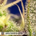 Green Poison XL Auto (Sweet Seeds) Feminiserade