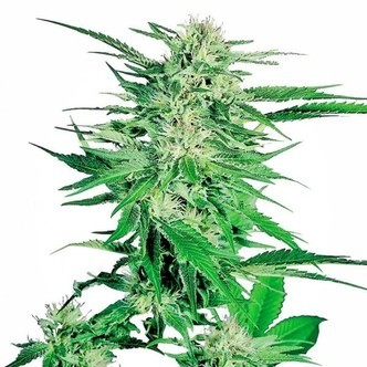 Big Bud (Sensi Seeds) feminiserade cannabisfr&ouml;n