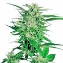 Big Bud (Sensi Seeds) Feminiserade
