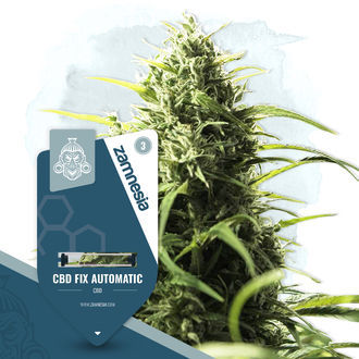 CBD Fix Autoflower (Zamnesia Seeds) Feminiserade