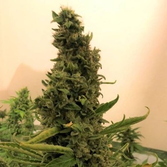 Gorilla #4 (BSB Genetics) Feminiserade