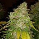 Amnesia Haze (BSB Genetics) Feminiserade