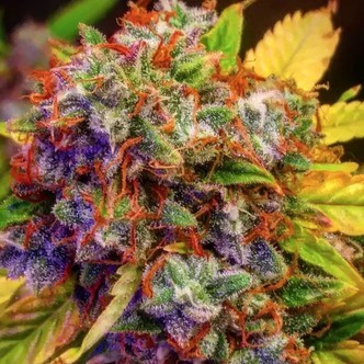 Auto Diablo XL (BSB Genetics) feminiserade