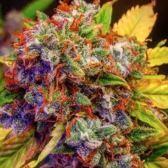 Auto Diablo XL (BSB Genetics) Feminiserade