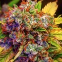 Auto Diablo XL (BSB Genetics) Feminiserade